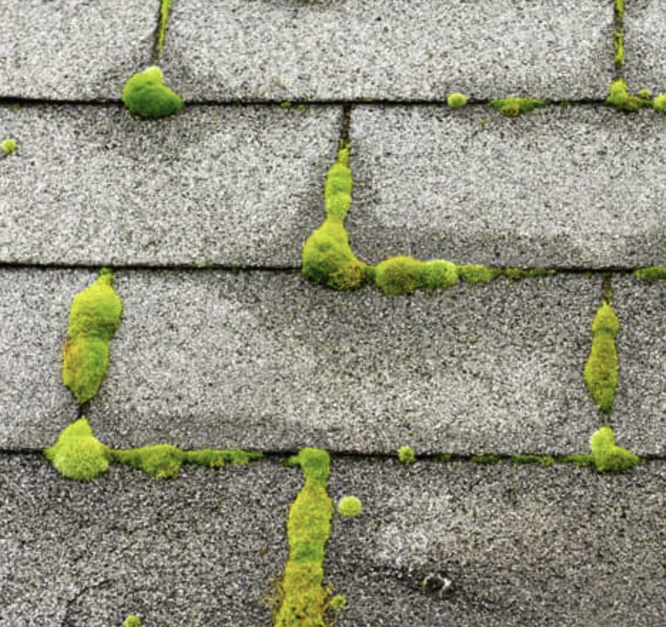 Strak onderhouden tuin met heggen en gras
